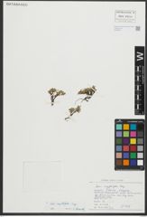 Foto von Salix serpyllifolia Scop.